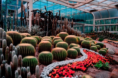 Кактусы, ботанический сад