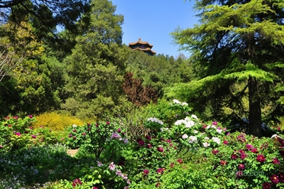 Цветы, парк Цзиншань