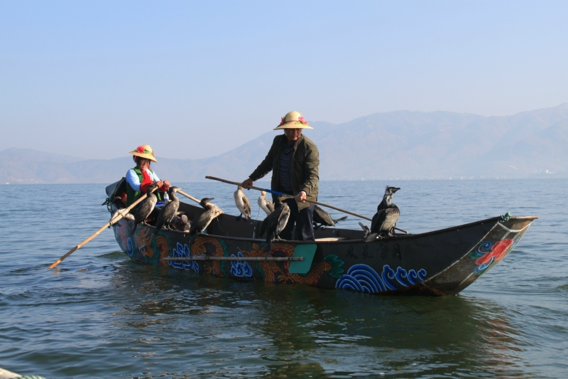 Ловля рыбы с бакланами, озеро Эрхай