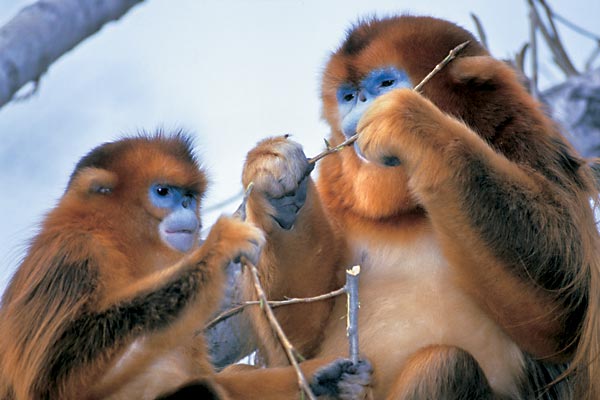 В Китае родилась первая в мире обезьяна-химера | Большая Азия