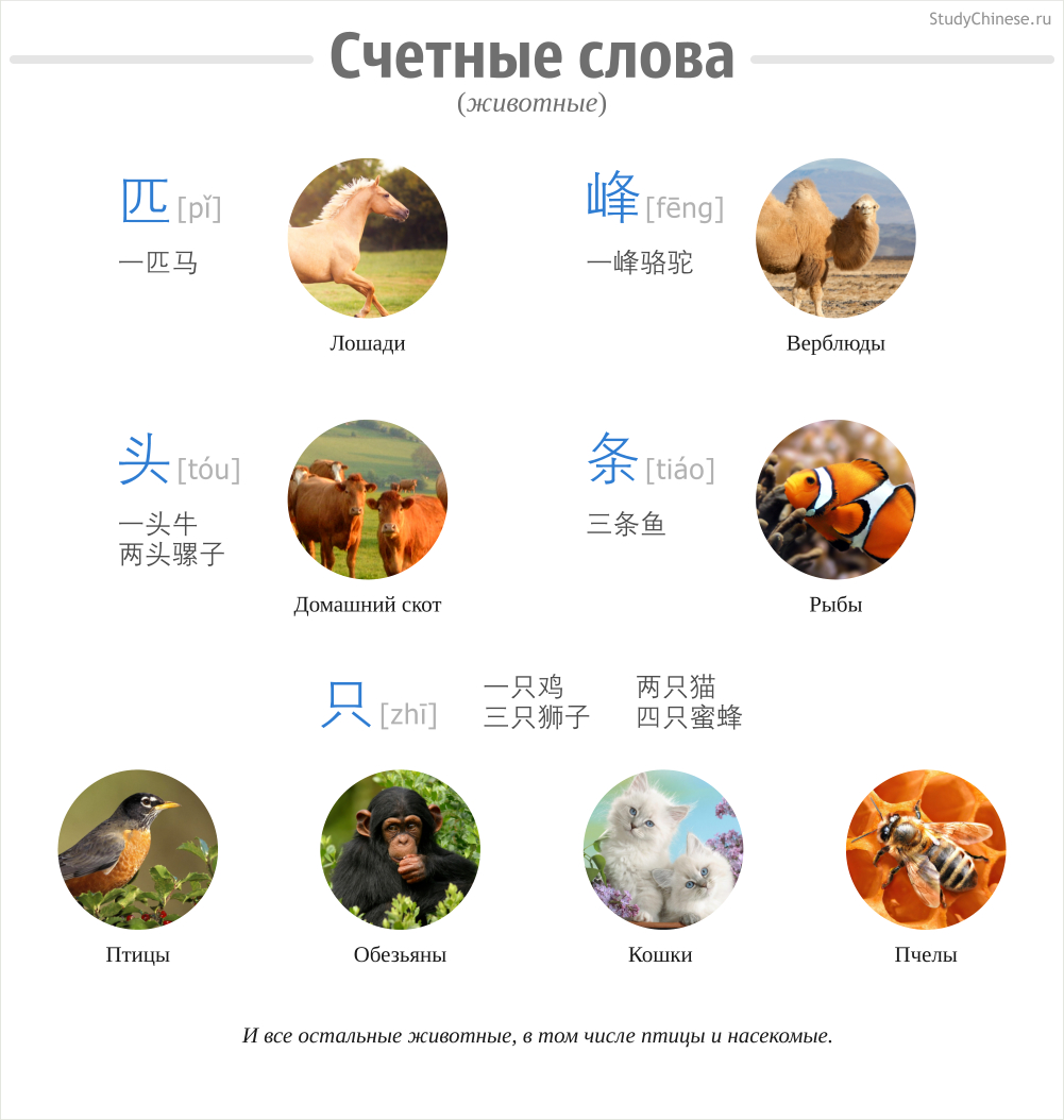 Породы собак по-китайски