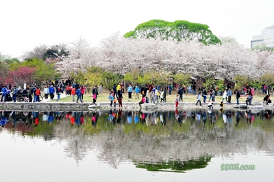 Цветущая сакура, парк Юйюаньтань