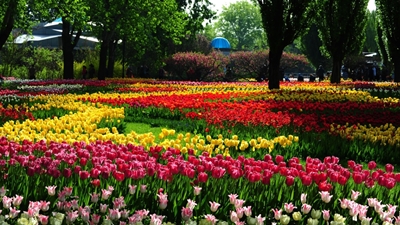 Тюльпаны, ботанический сад