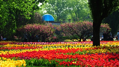 Тюльпаны, ботанический сад