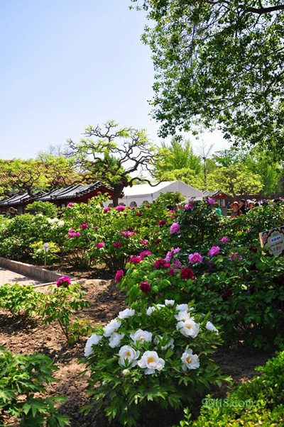 Цветы, парк Цзиншань