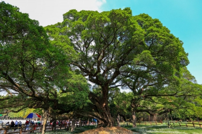 Большое дерево, Фучжоу
